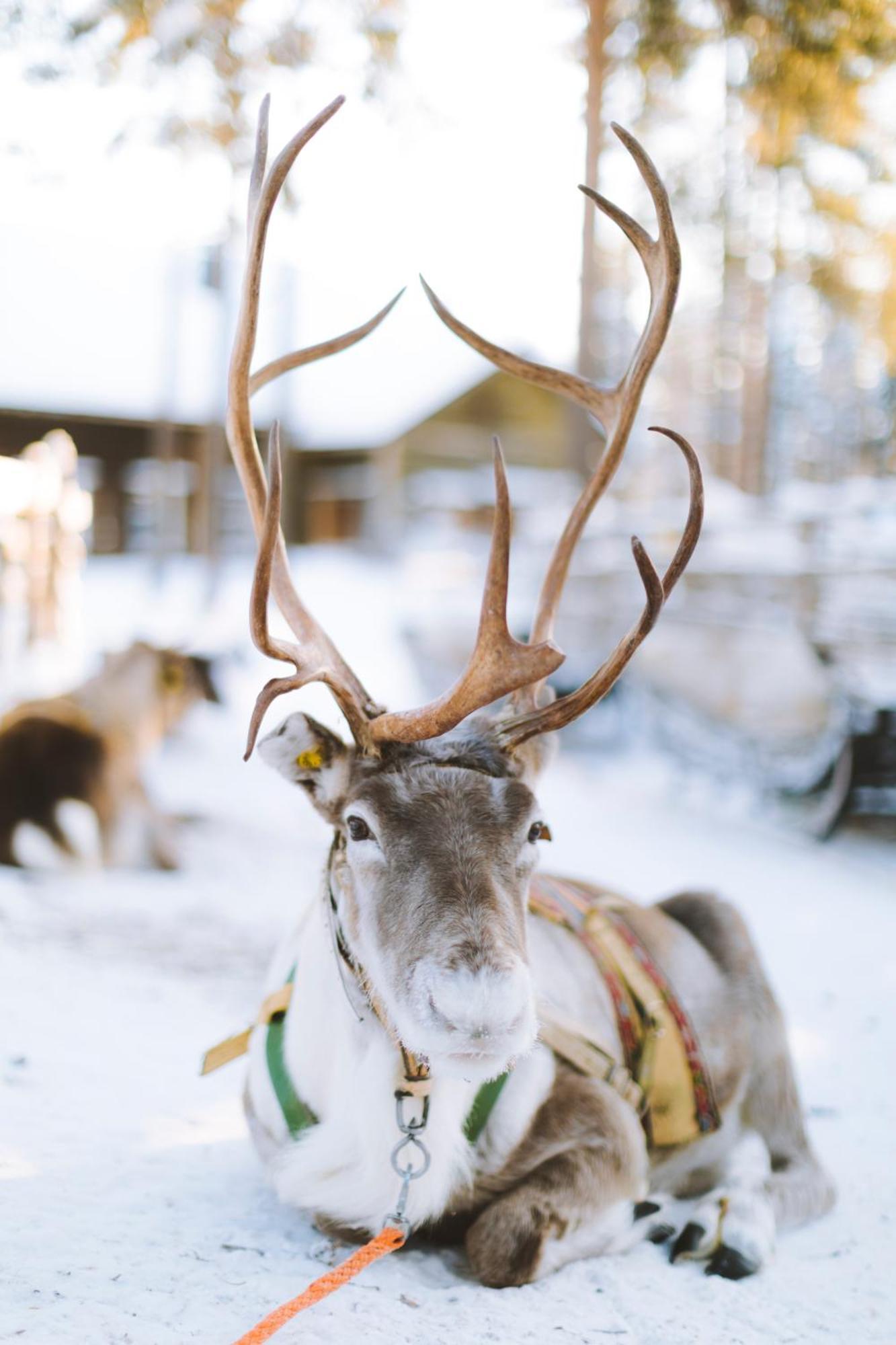 Reindeer Manor Levi Hotel Екстериор снимка